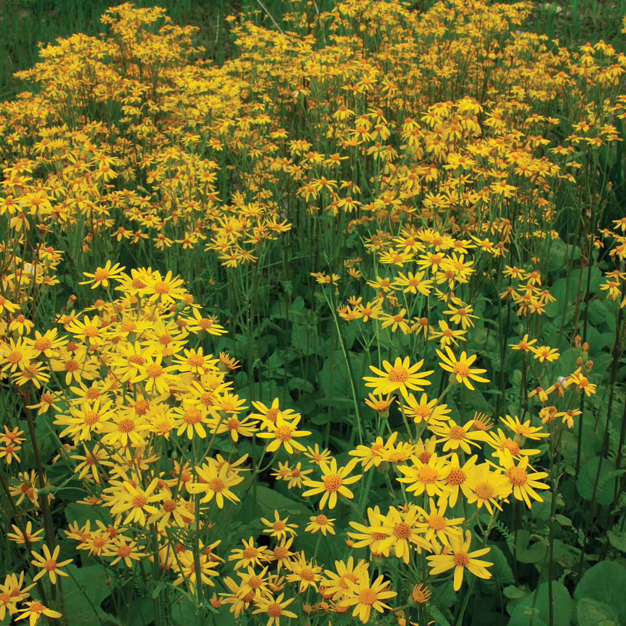 Packera aurea (Golden Ragwort)